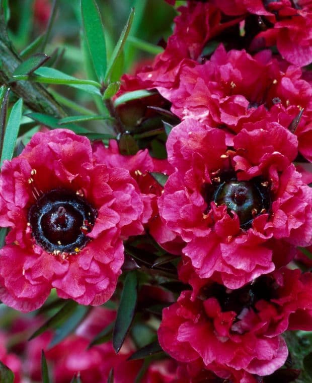 Ekstrakt z manuka w kosmetykach Ekstrakt z liści Leptospermum scoparium