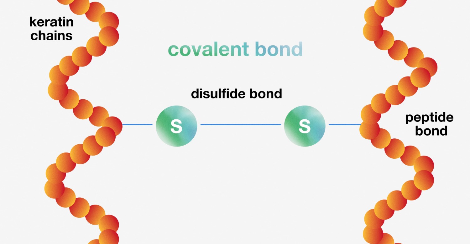 Molekularna struktura włosów: główne wiązania i odbudowa włosów