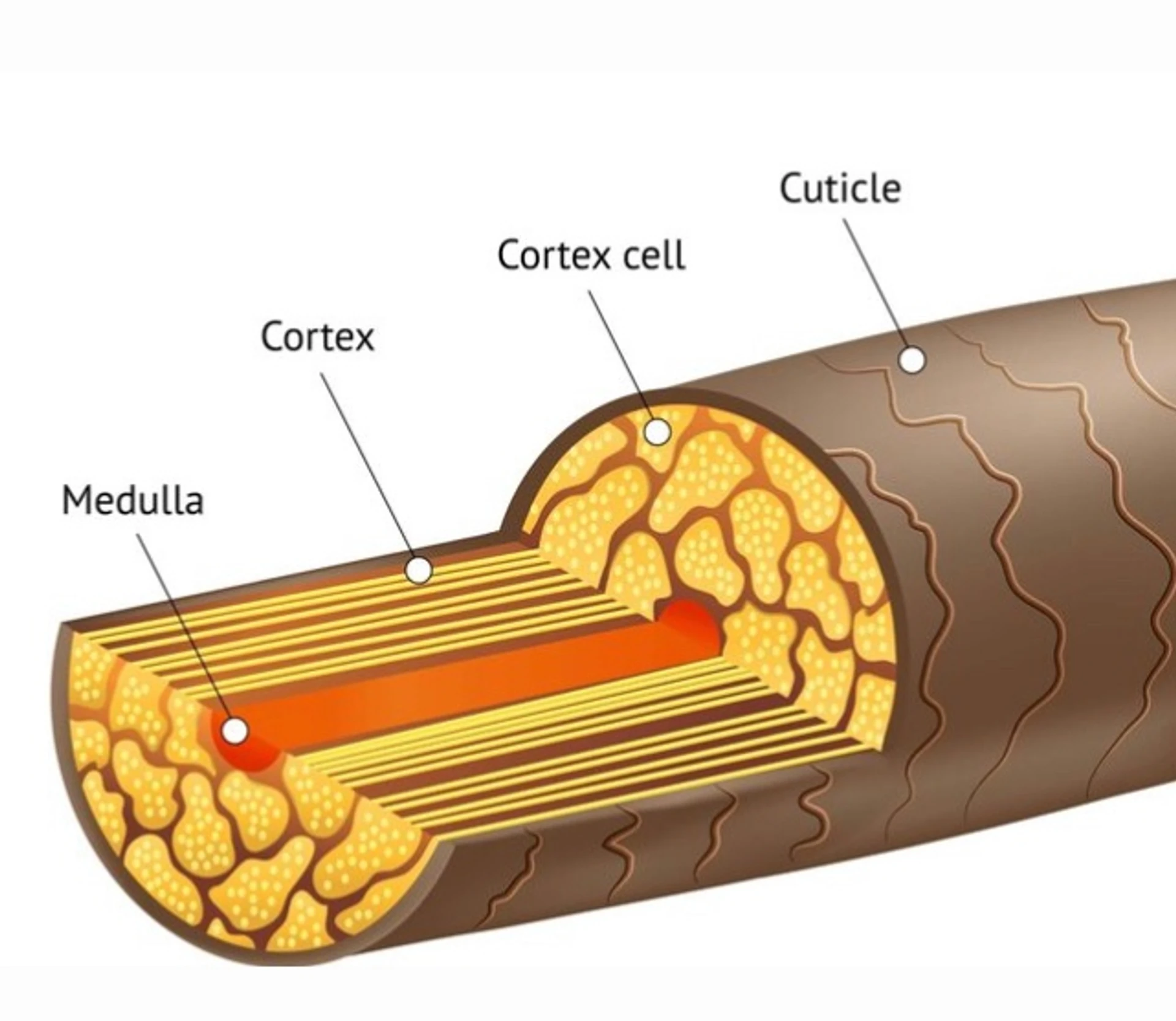 Składniki bond-repair do odbudowy wiązań włosów