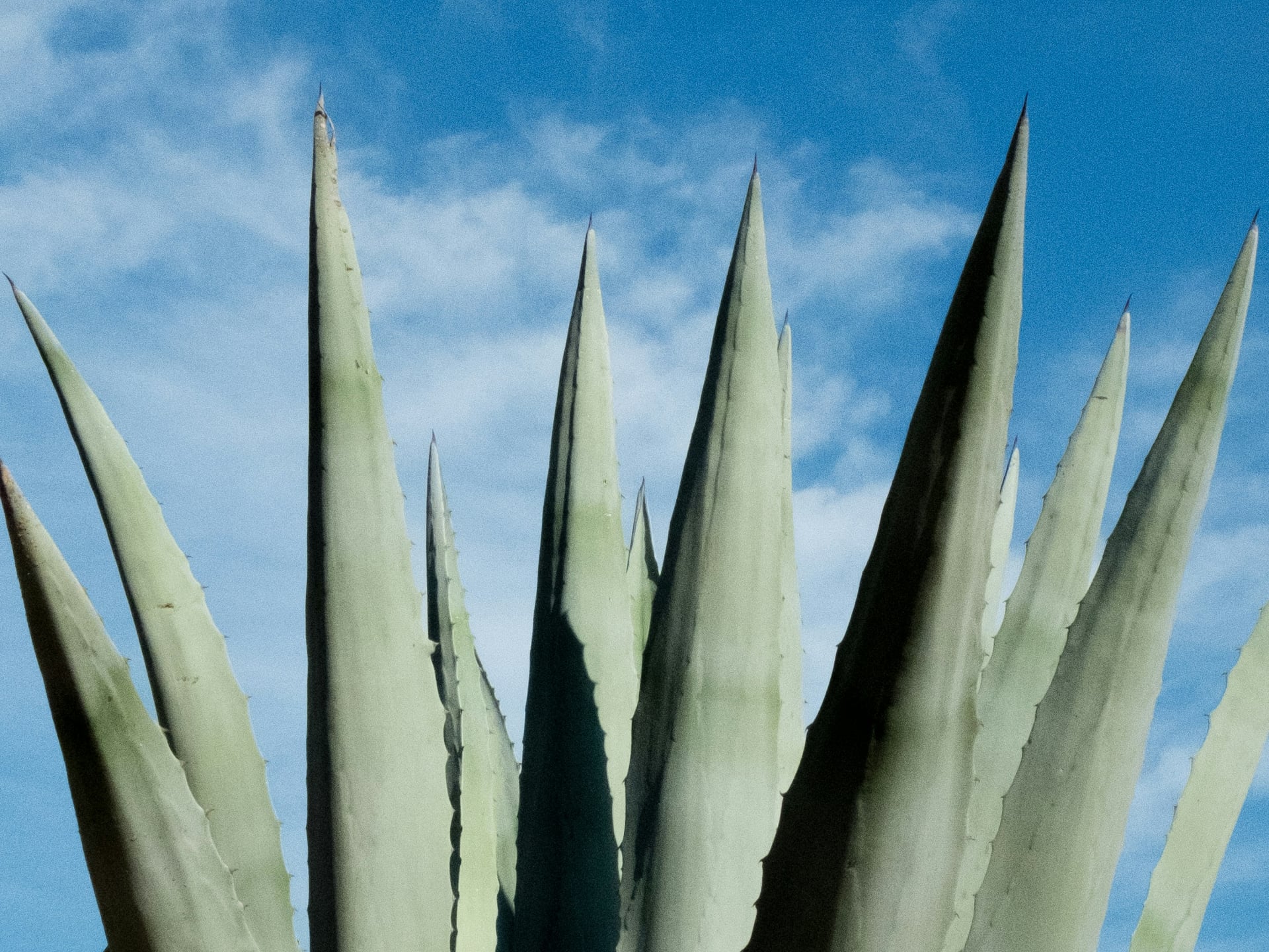 Aloes